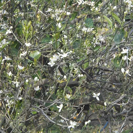 Naxos Garden דירה